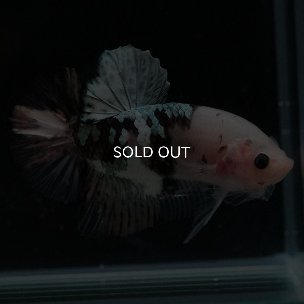 画像6: HMPK　鯉カッパー (6)