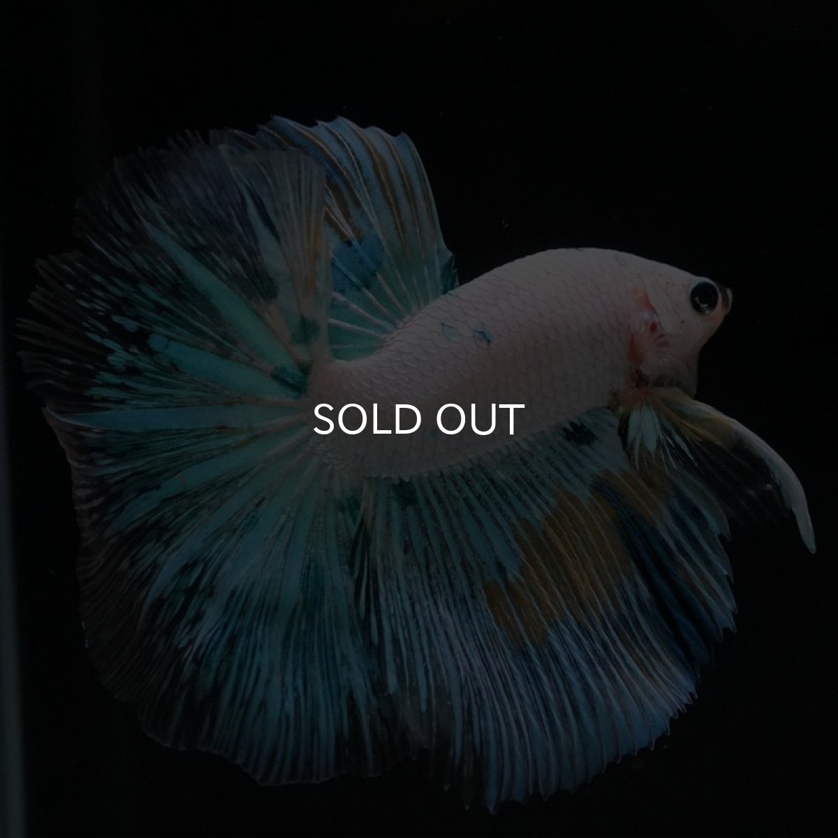 画像9: HM ホワイトファンシー (9)