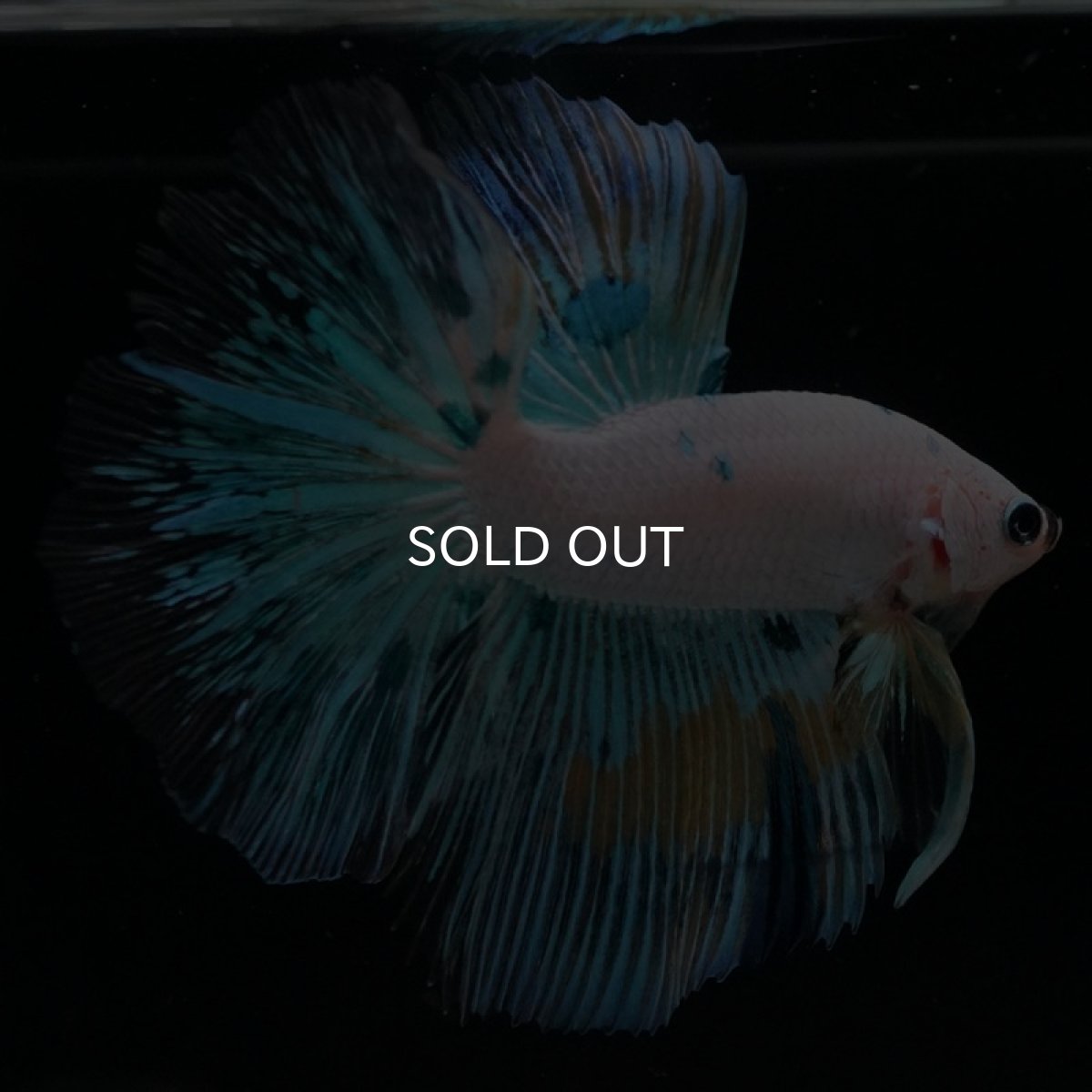 画像8: HM ホワイトファンシー (8)