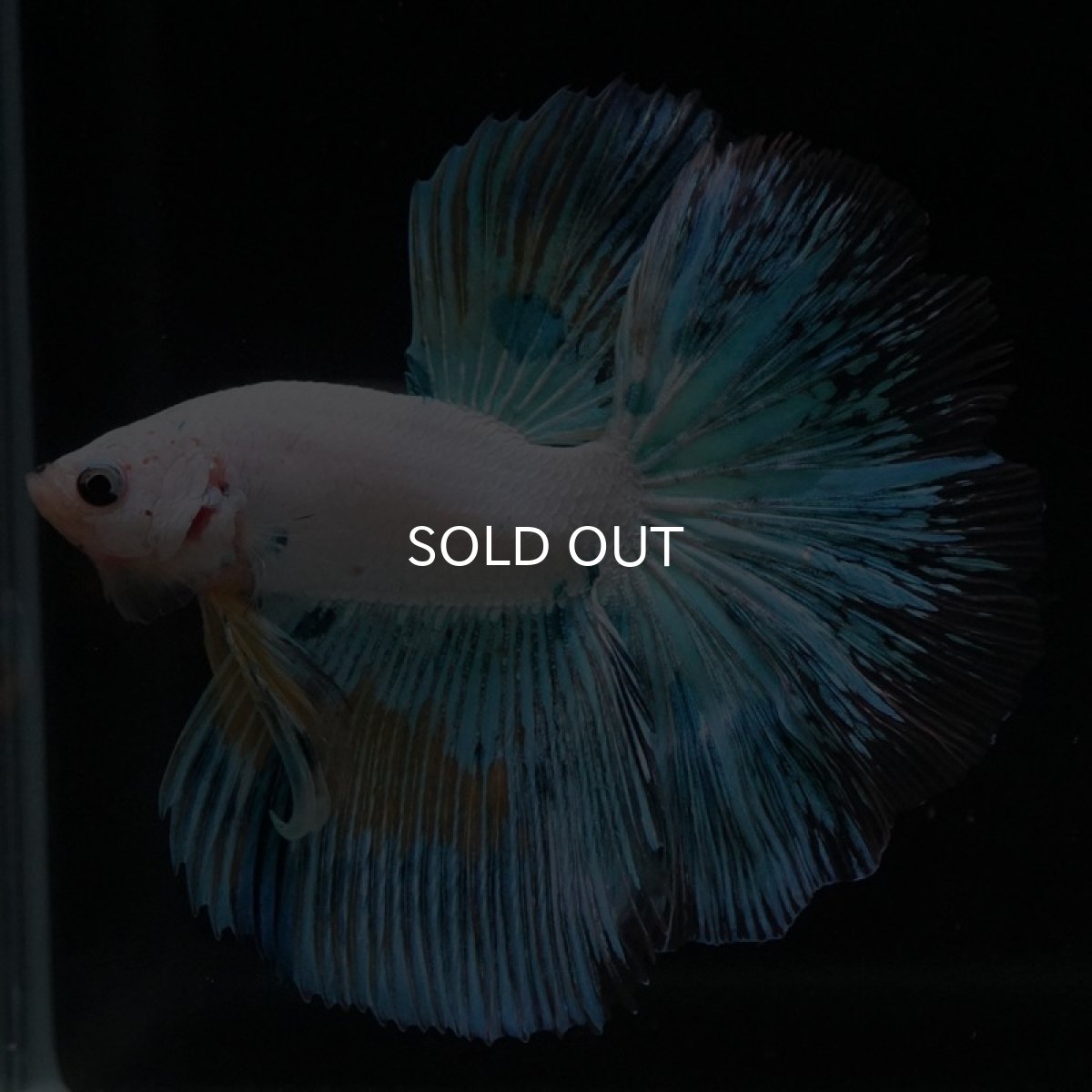 画像3: HM ホワイトファンシー (3)