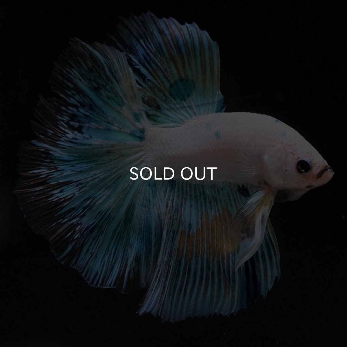 画像6: HM ホワイトファンシー (6)