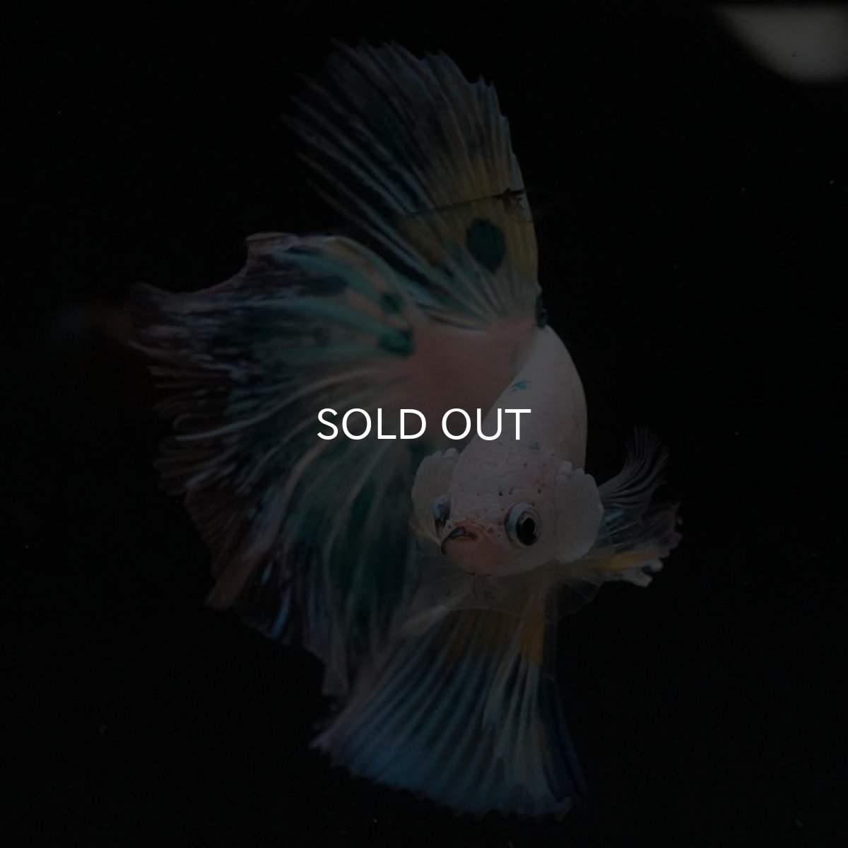 画像4: HM ホワイトファンシー (4)