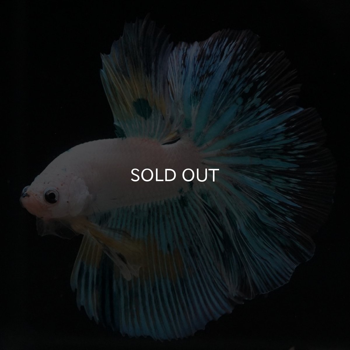 画像7: HM ホワイトファンシー (7)