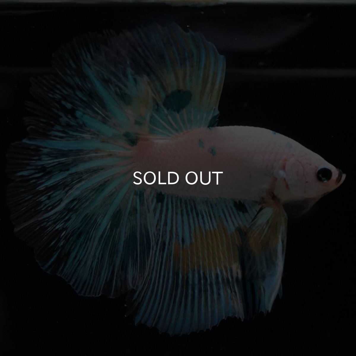 画像2: HM ホワイトファンシー (2)