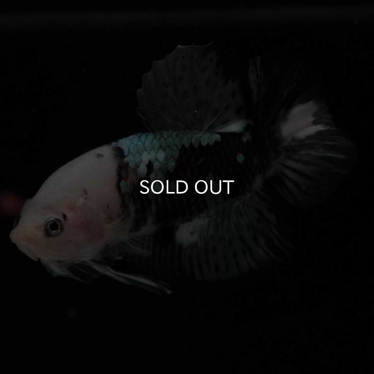 画像4: HMPK　鯉カッパー (4)