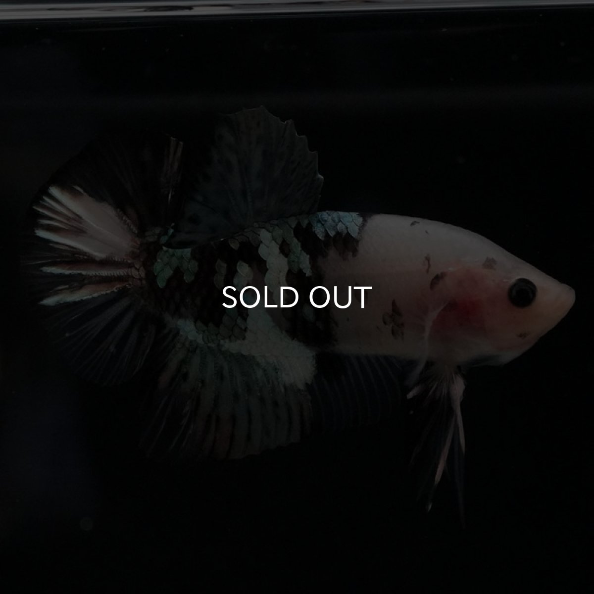 画像5: HMPK　鯉カッパー (5)