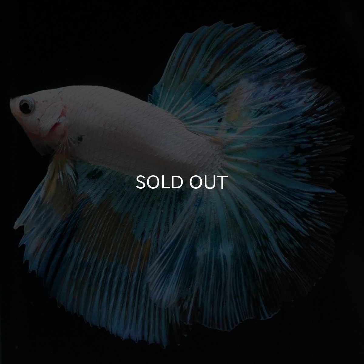 画像5: HM ホワイトファンシー (5)