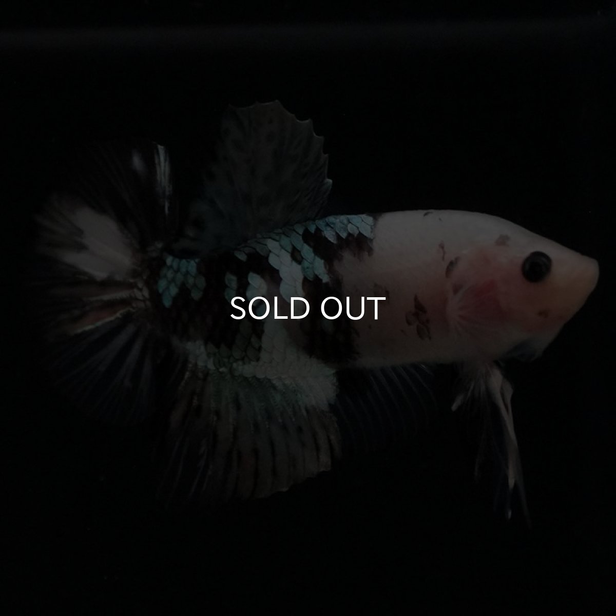 画像2: HMPK　鯉カッパー (2)