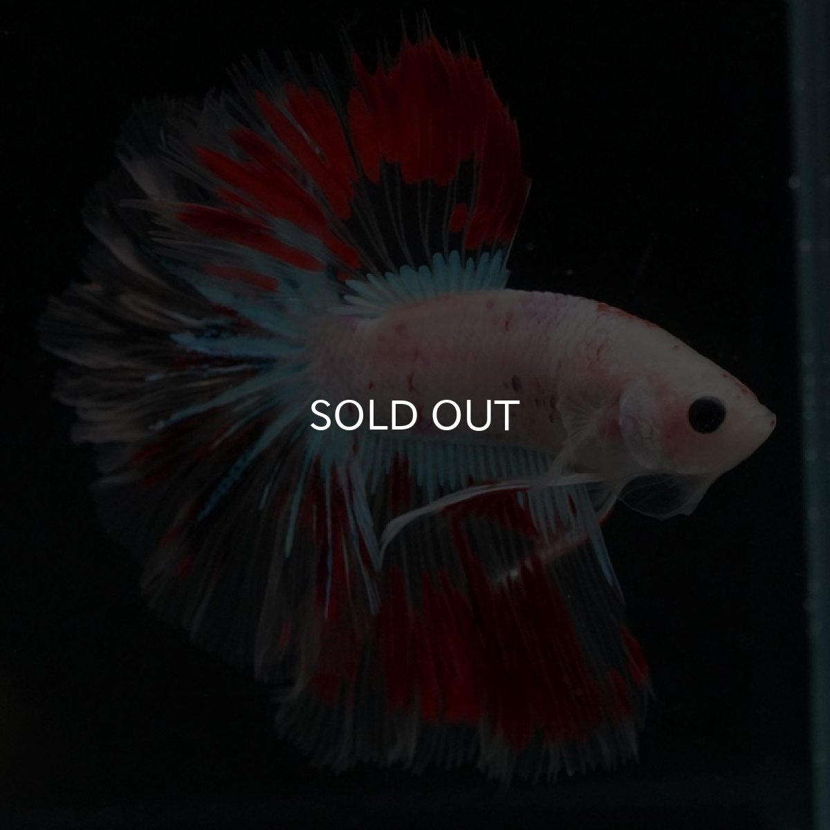 画像8: HMPK クリアファンシー ローズテール (8)