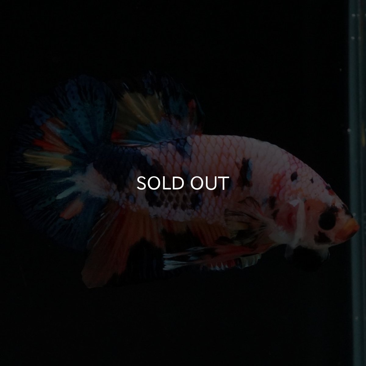 画像7: HMPK キャンディレインボー (7)