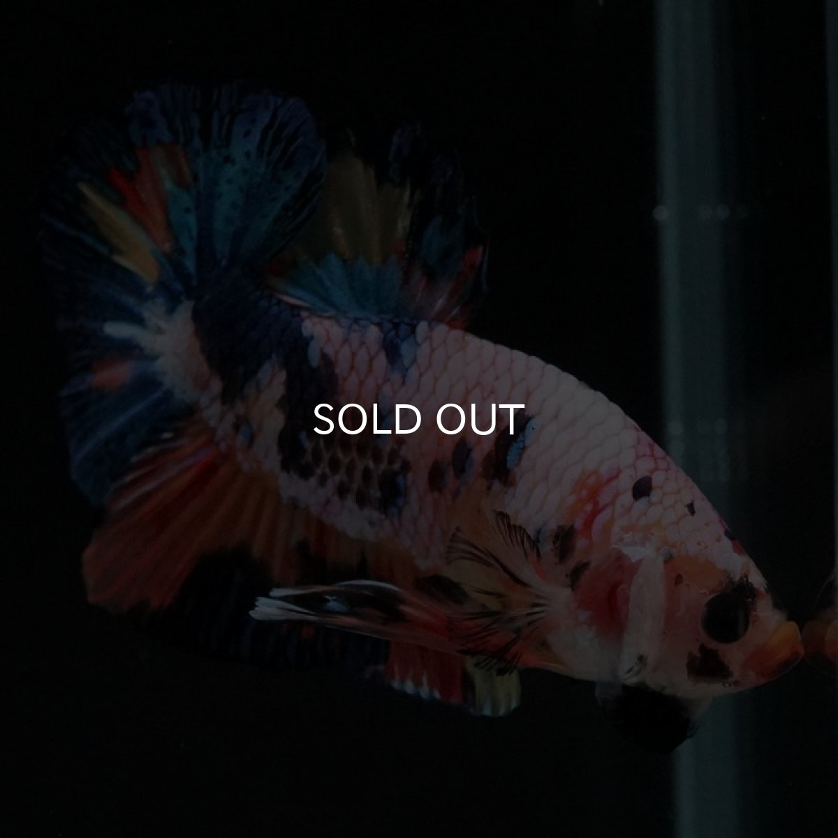 画像10: HMPK キャンディレインボー (10)