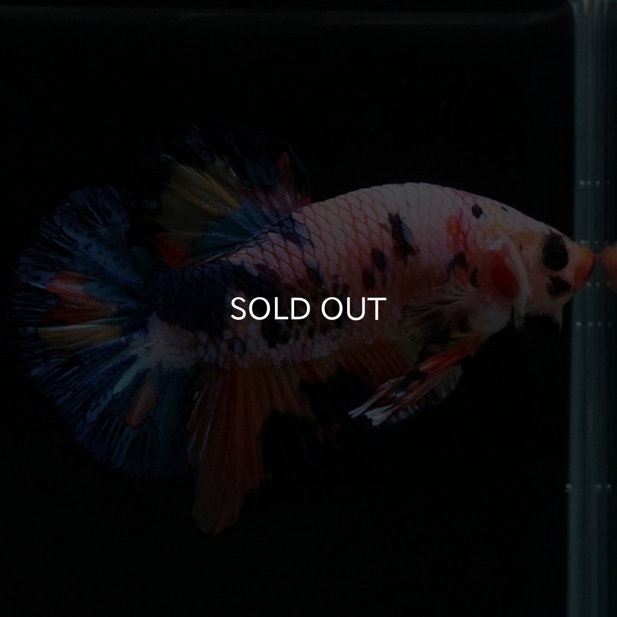 画像9: HMPK キャンディレインボー (9)