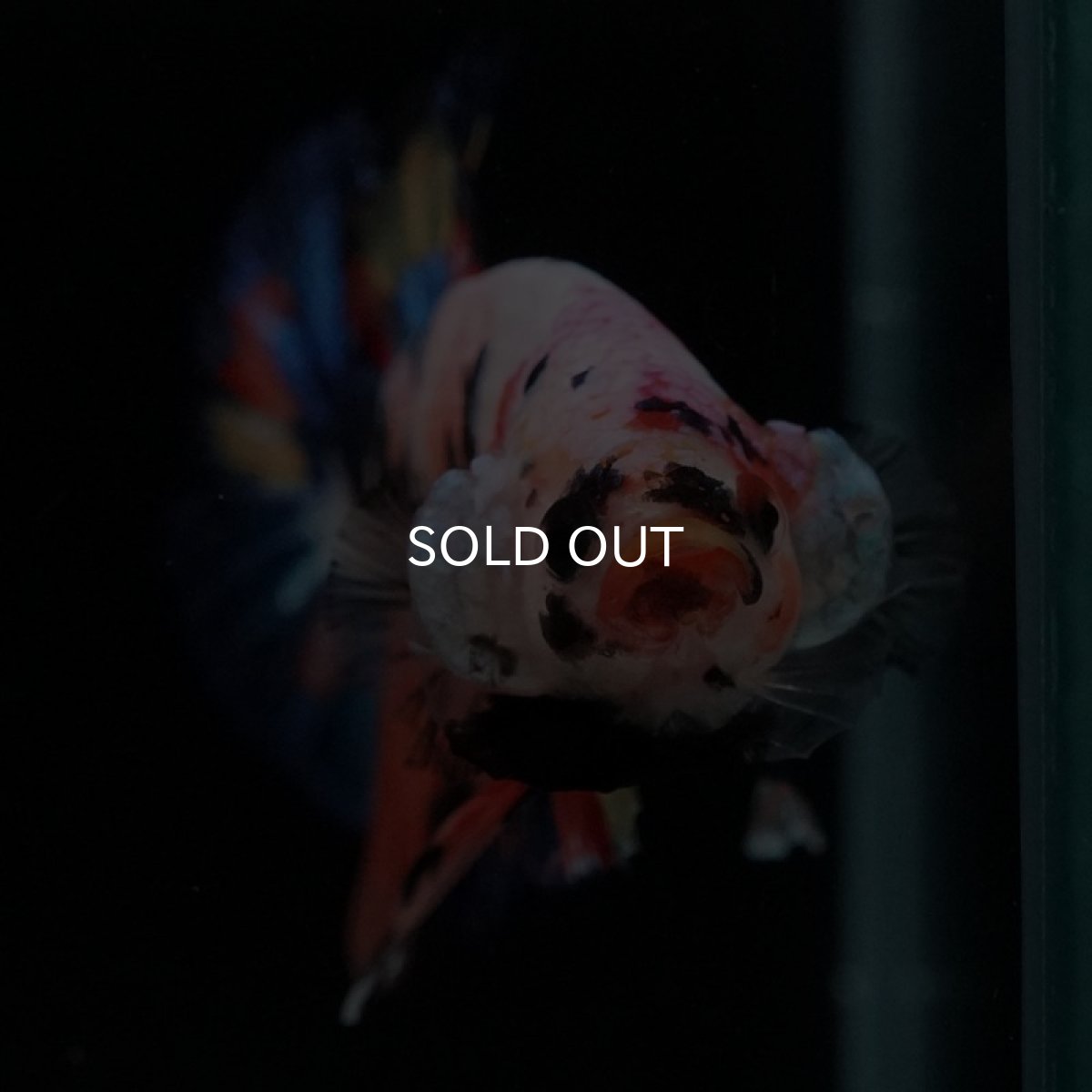 画像5: HMPK キャンディレインボー (5)