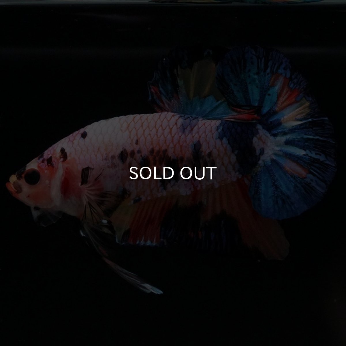 画像8: HMPK キャンディレインボー (8)