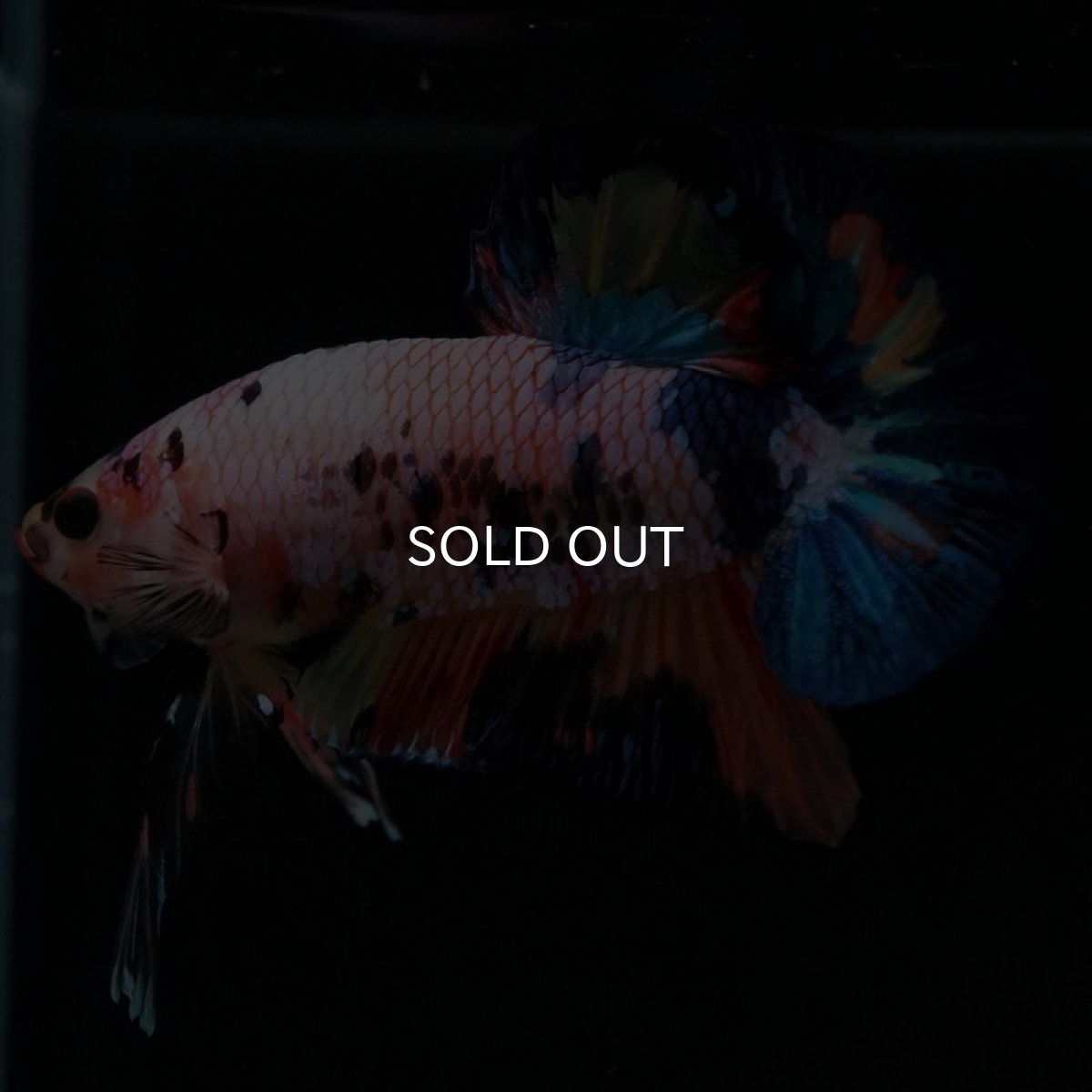 画像2: HMPK キャンディレインボー (2)