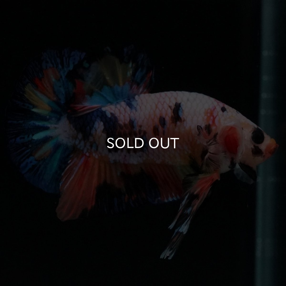 画像3: HMPK キャンディレインボー (3)