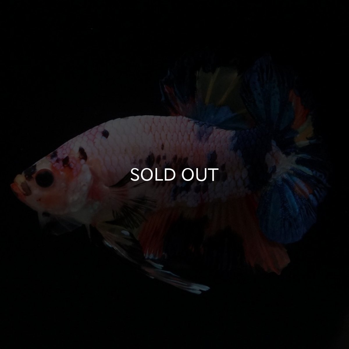 画像6: HMPK キャンディレインボー (6)