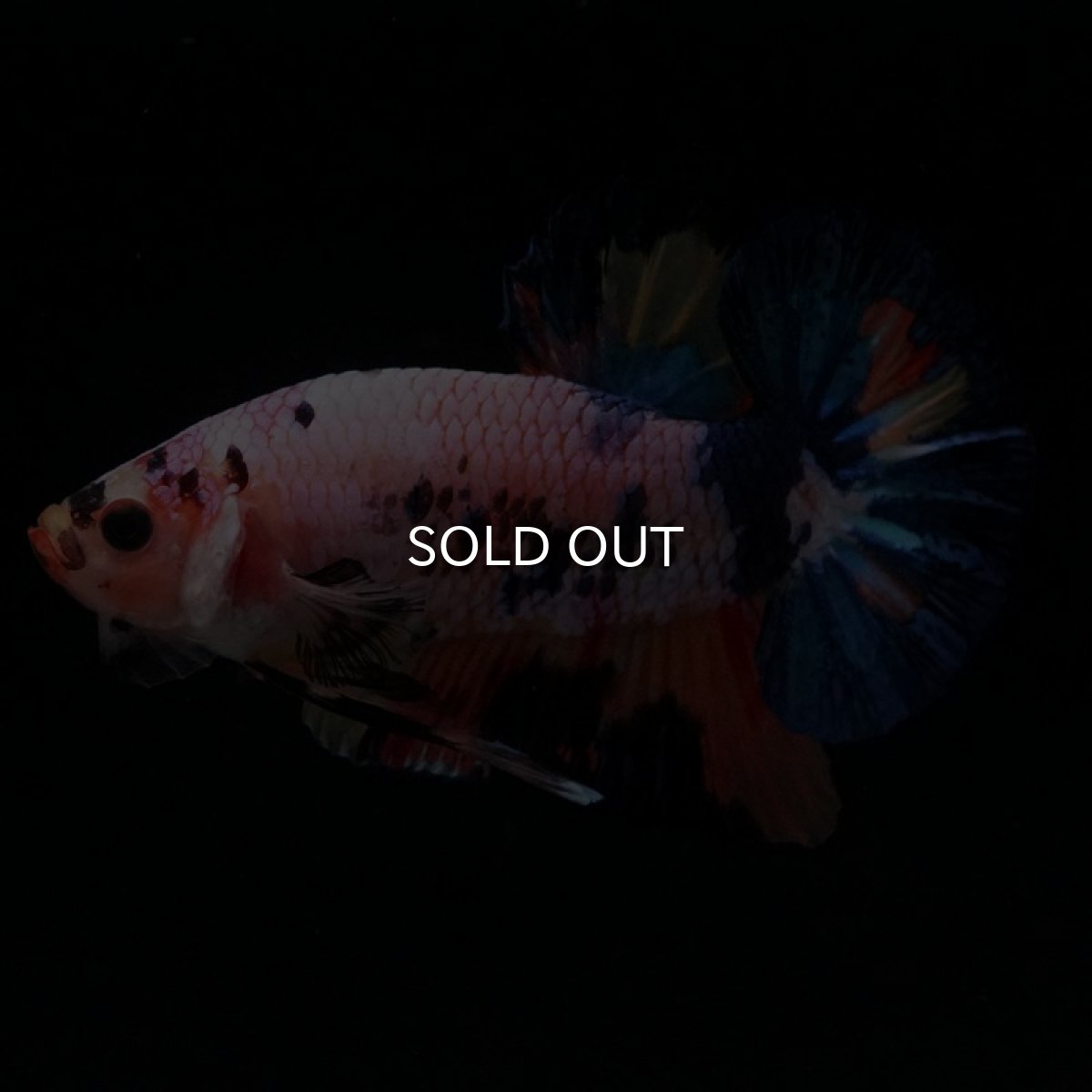 画像4: HMPK キャンディレインボー (4)