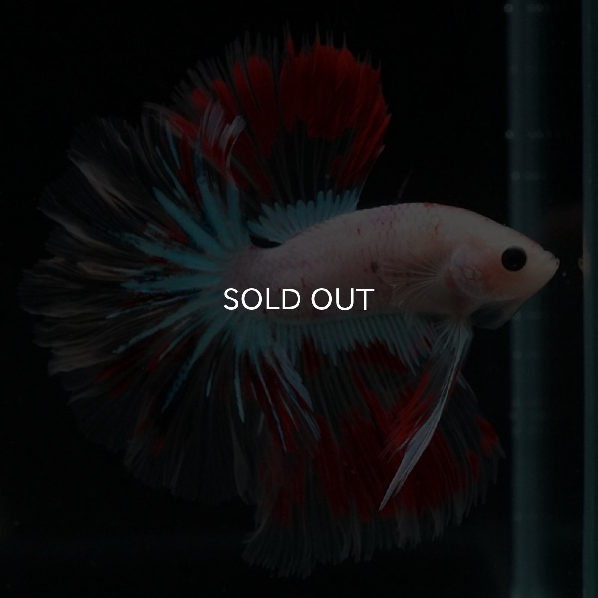 画像7: HMPK クリアファンシー ローズテール (7)