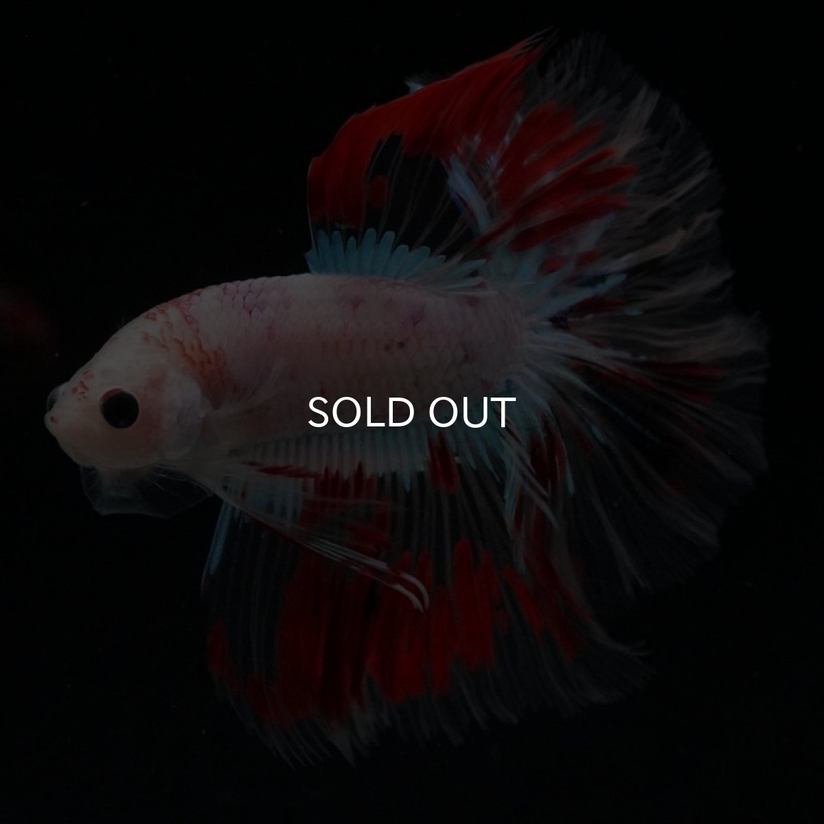 画像6: HMPK クリアファンシー ローズテール (6)