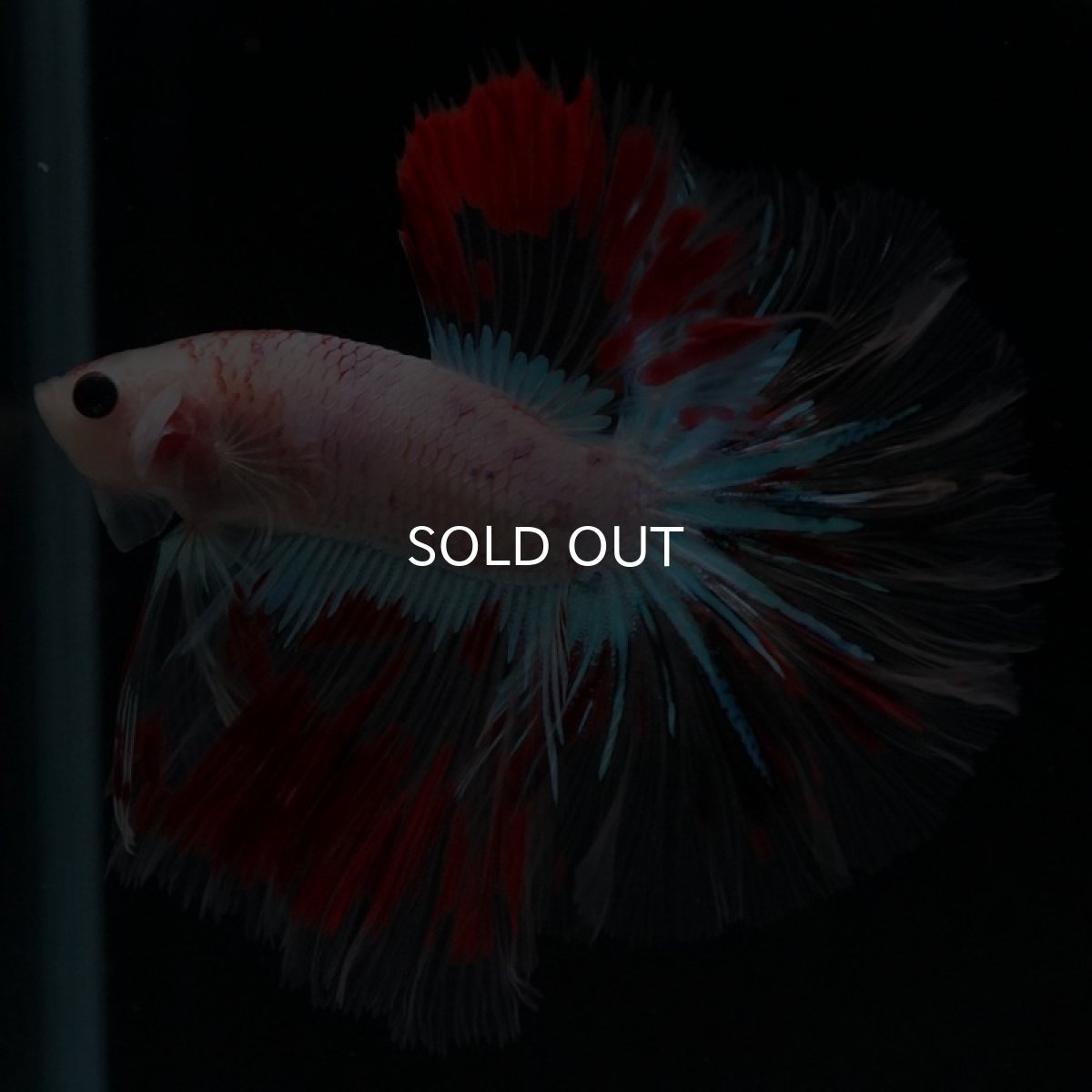 画像4: HMPK クリアファンシー ローズテール (4)