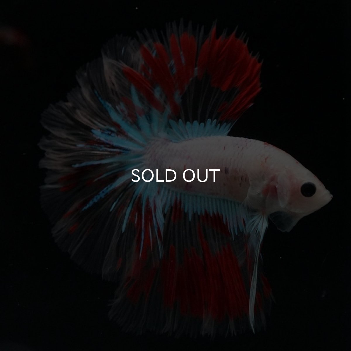 画像5: HMPK クリアファンシー ローズテール (5)