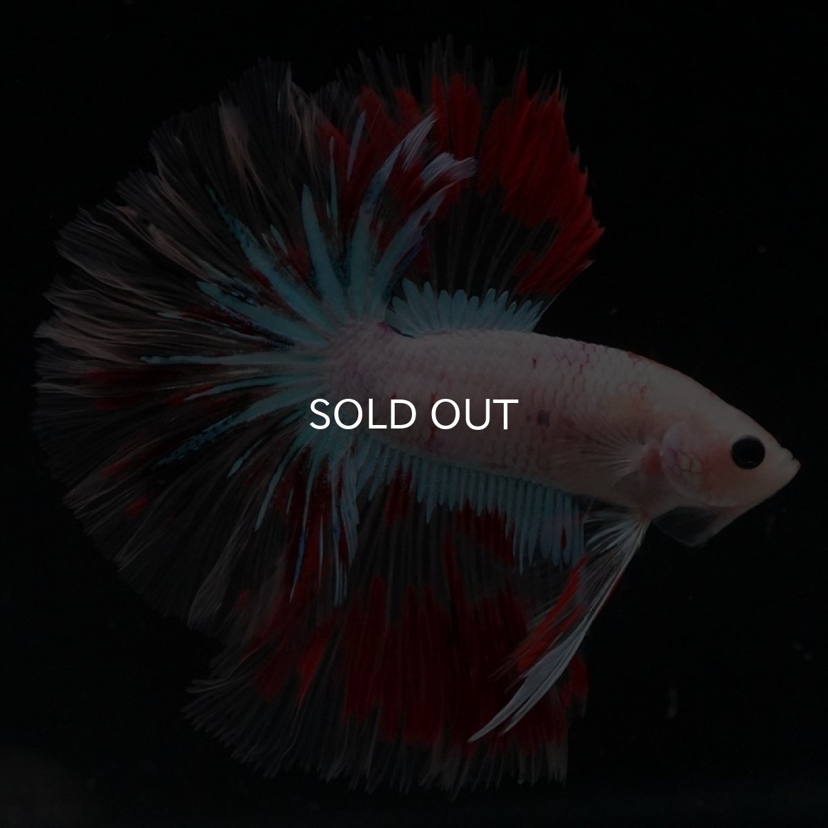 画像3: HMPK クリアファンシー ローズテール (3)