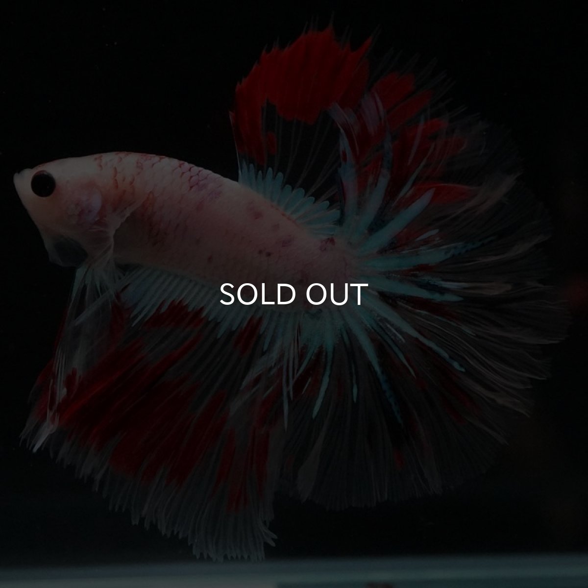 画像2: HMPK クリアファンシー ローズテール (2)