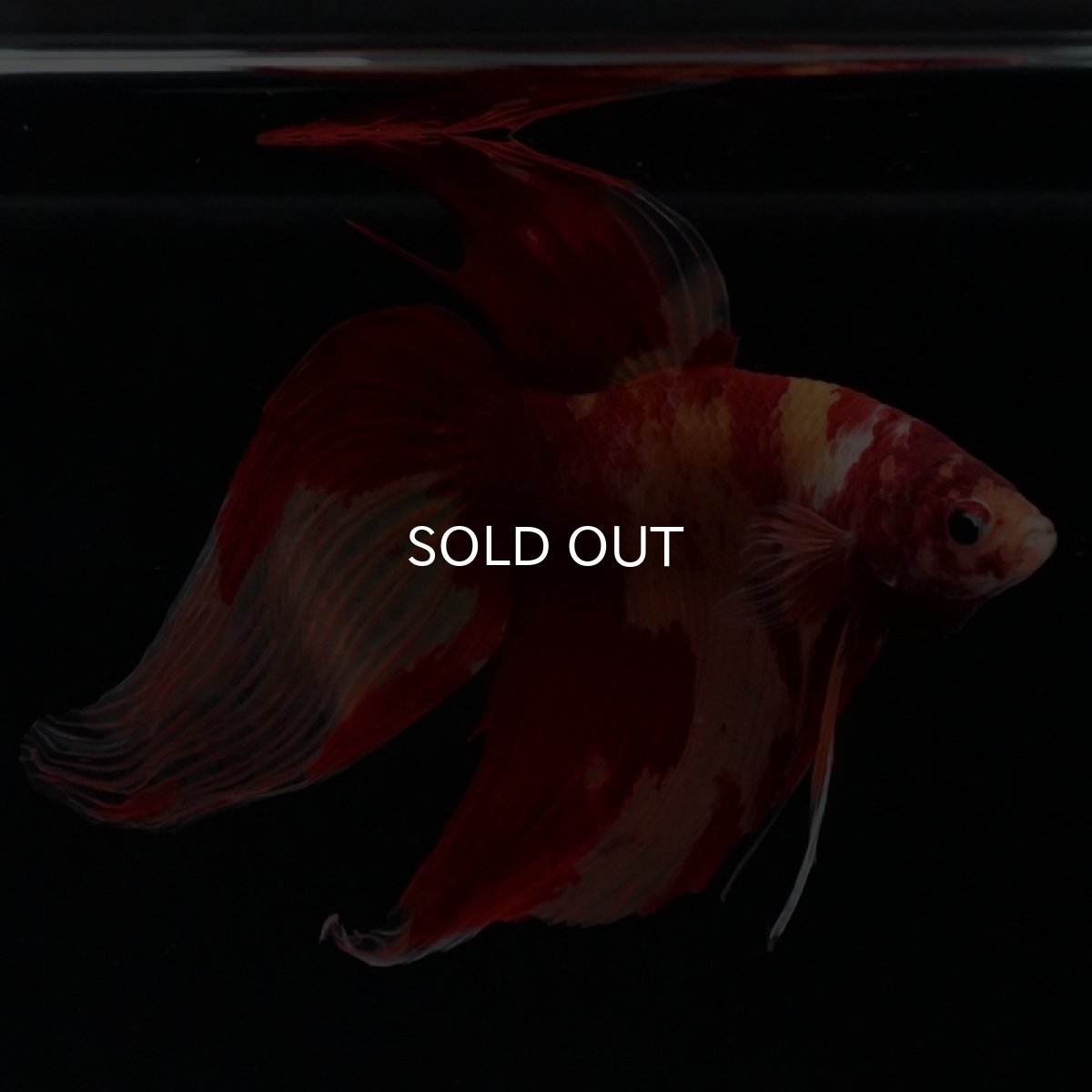 画像3: VT キャンディ (3)