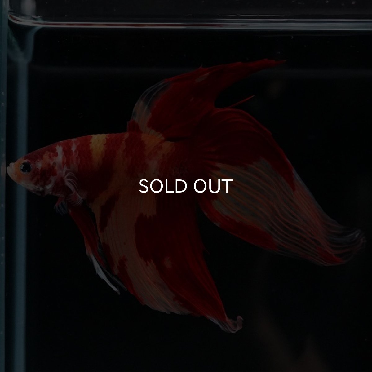 画像2: VT キャンディ (2)