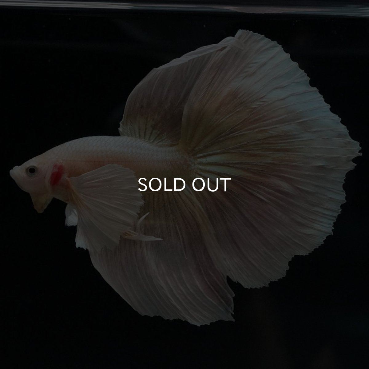 画像4: HM　ゴールドダンボ (4)