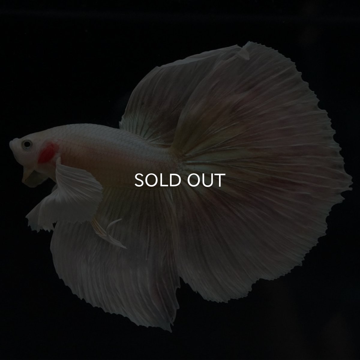 画像3: HM　ゴールドダンボ (3)