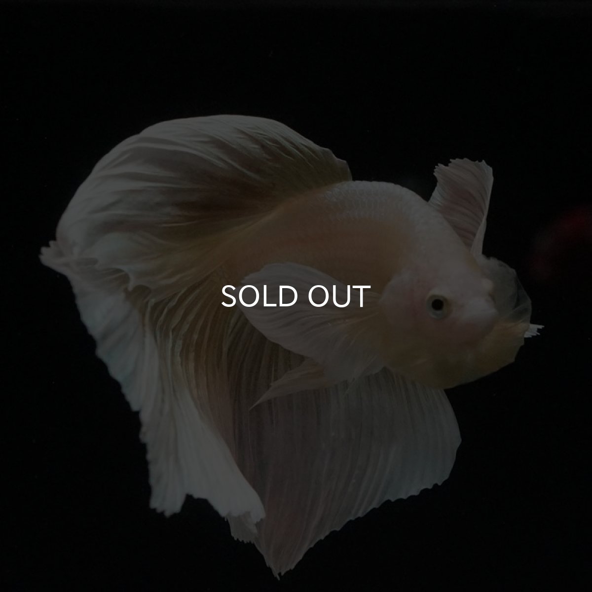 画像2: HM　ゴールドダンボ (2)