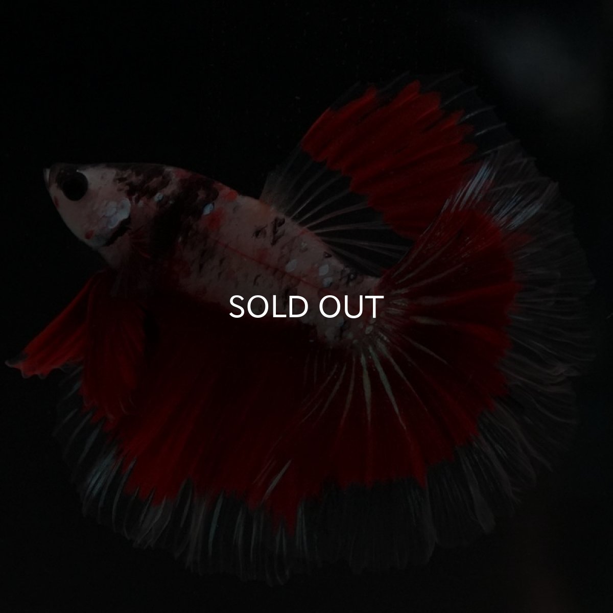 画像2: HM　クリアファンシー　ローズテール (2)