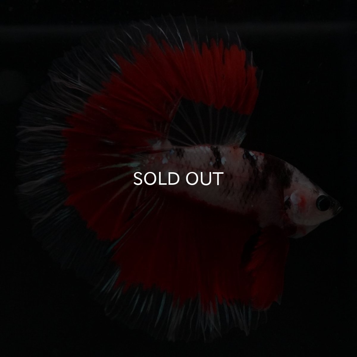 画像3: HM　クリアファンシー　ローズテール (3)