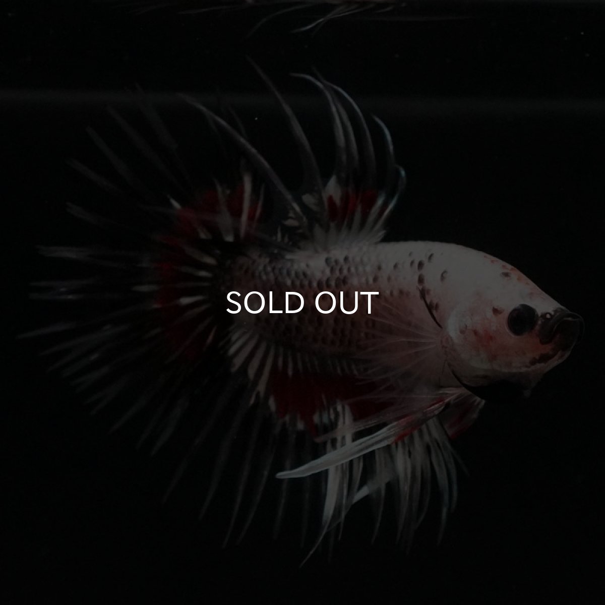 画像11: CT クリアファンシー (11)