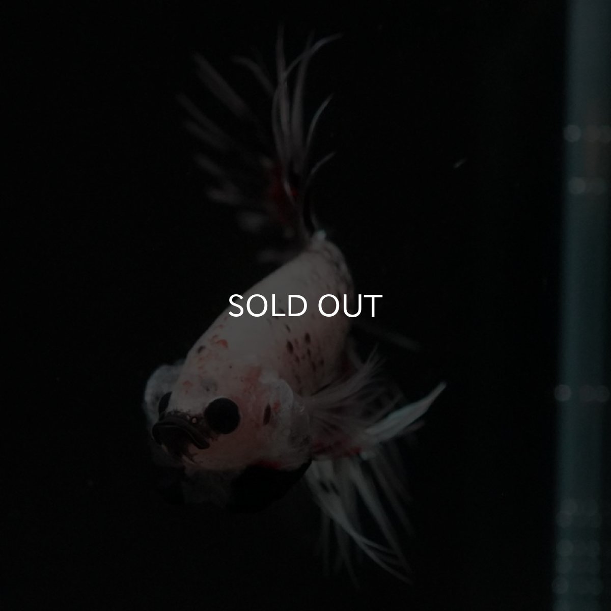 画像10: CT クリアファンシー (10)