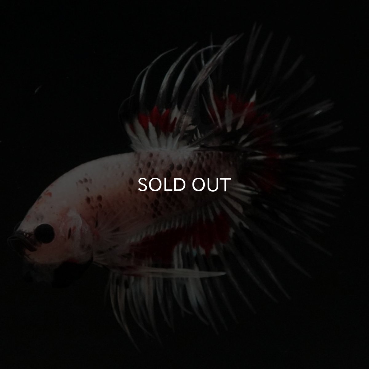 画像6: CT クリアファンシー (6)