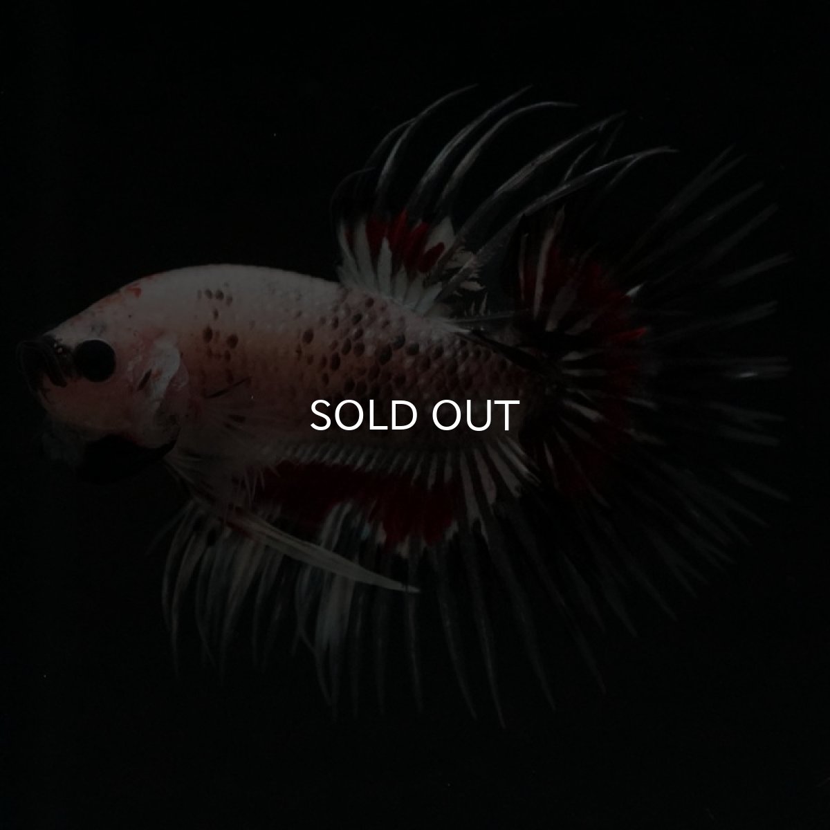 画像9: CT クリアファンシー (9)