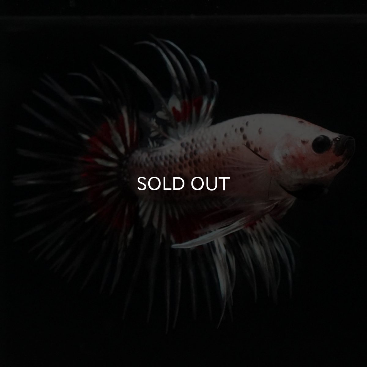 画像8: CT クリアファンシー (8)