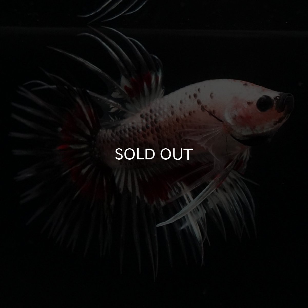 画像7: CT クリアファンシー (7)