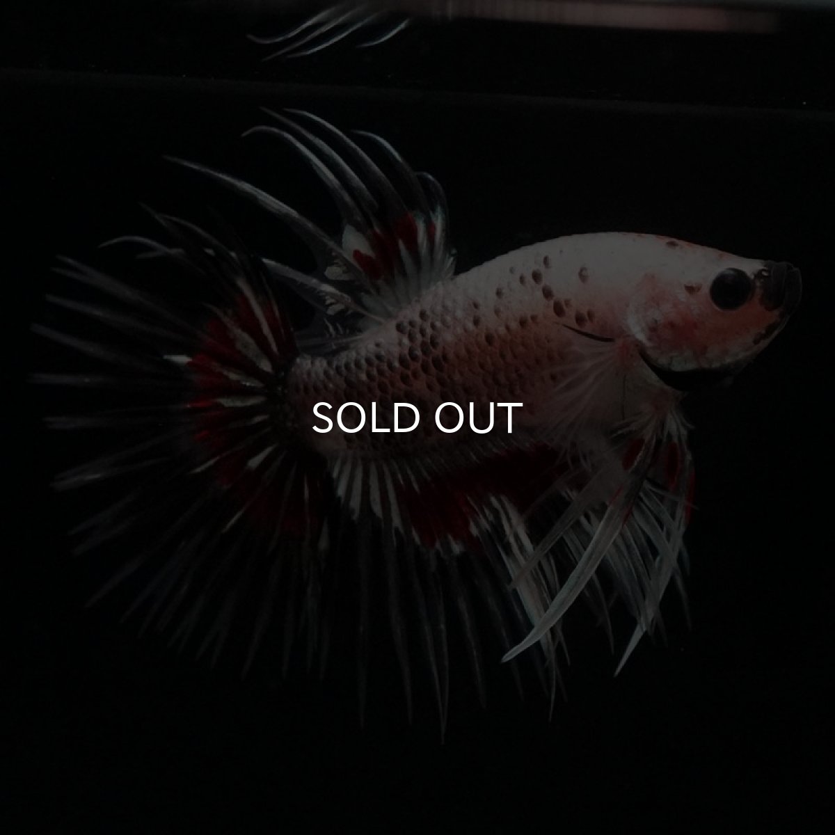 画像5: CT クリアファンシー (5)