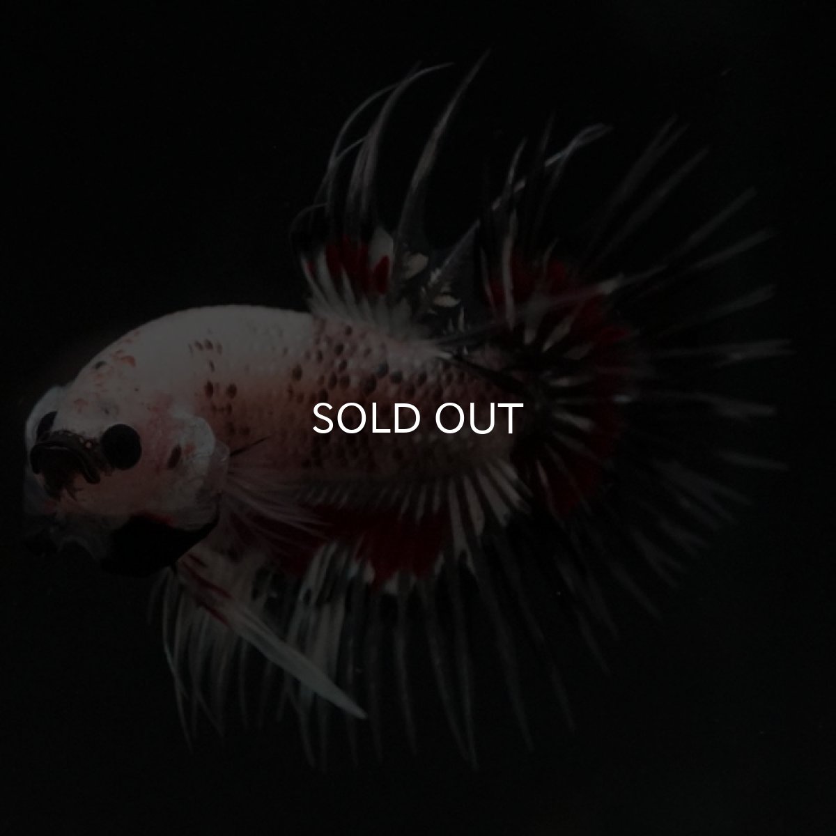 画像3: CT クリアファンシー (3)