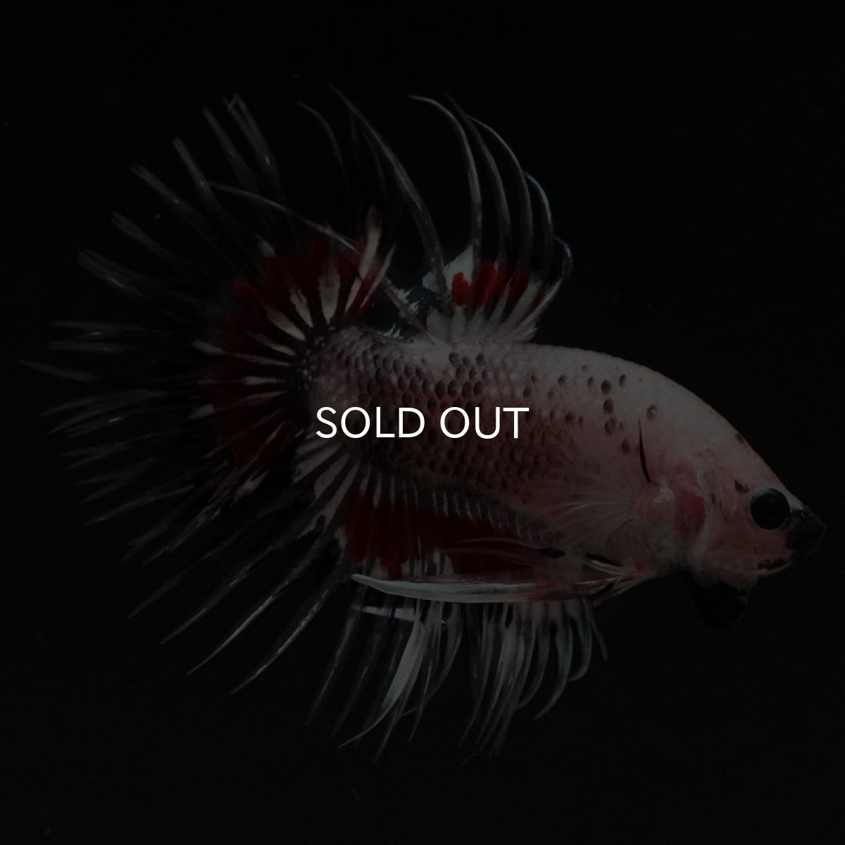 画像2: CT クリアファンシー (2)