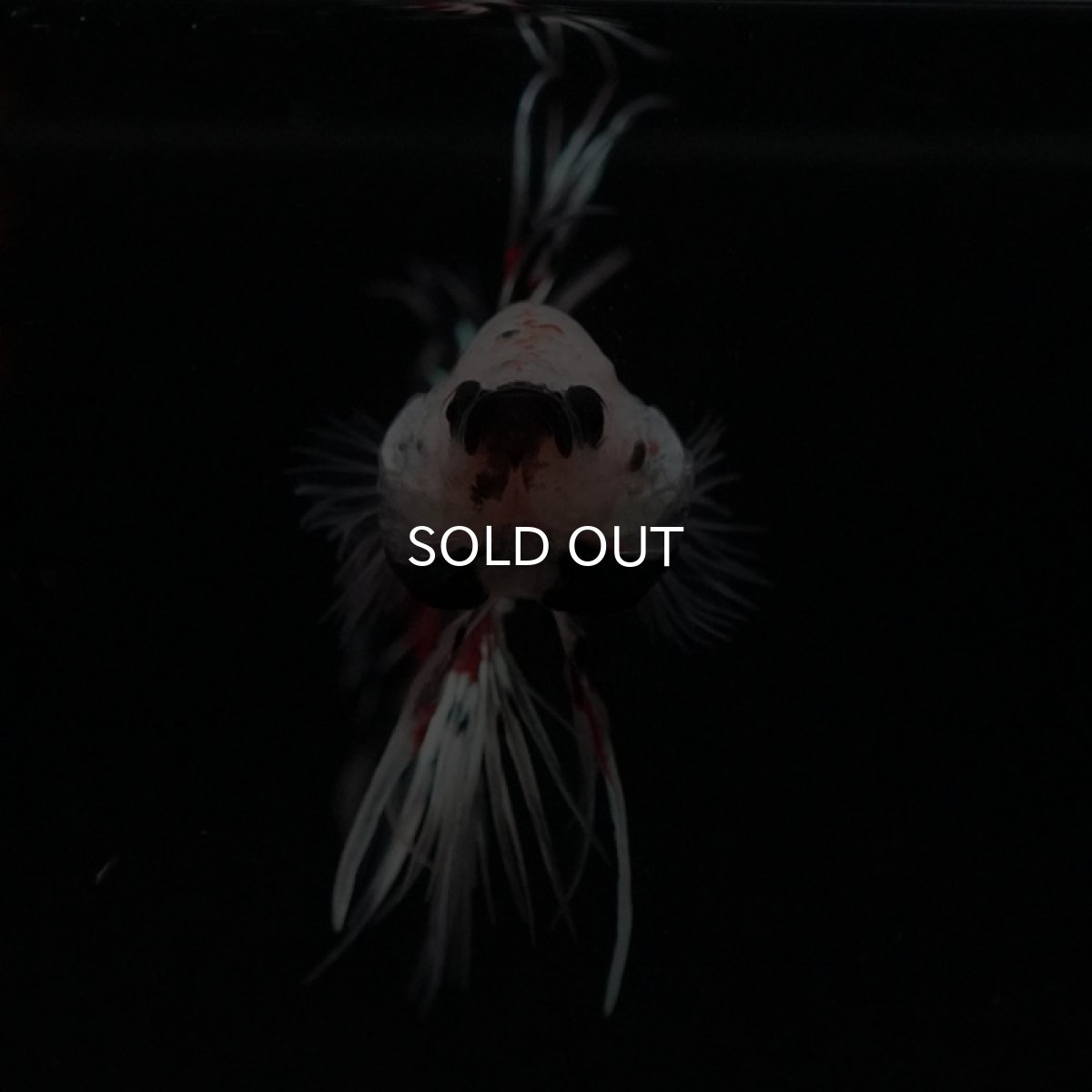 画像4: CT クリアファンシー (4)