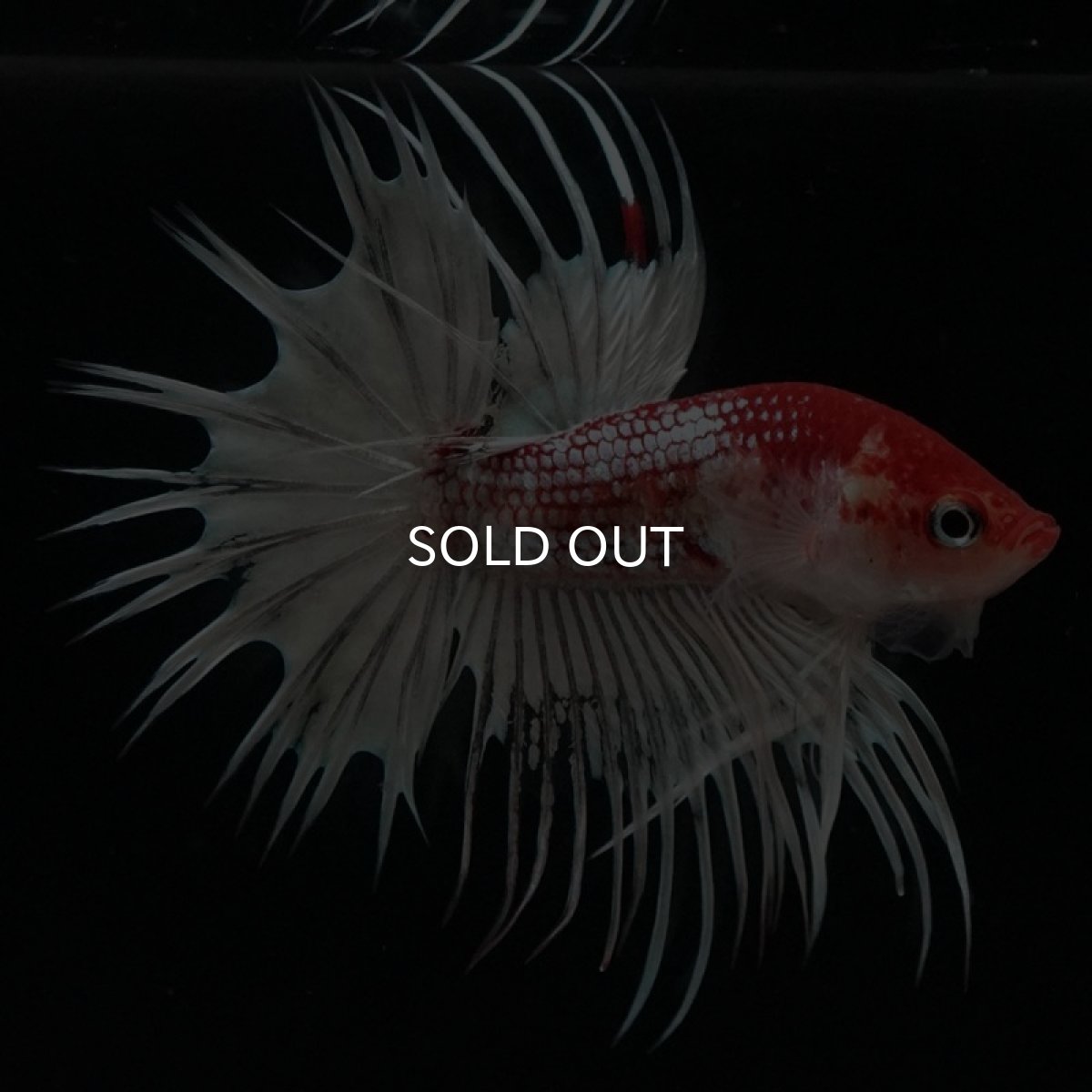 画像3: CT 鯉 変わり柄 (3)