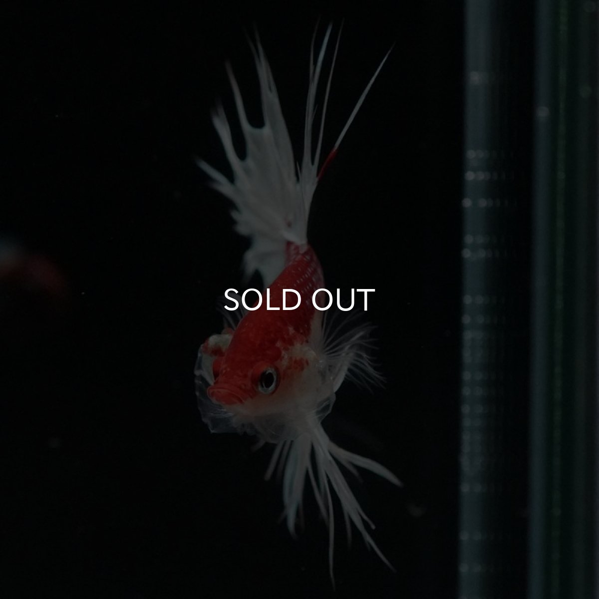 画像6: CT 鯉 変わり柄 (6)