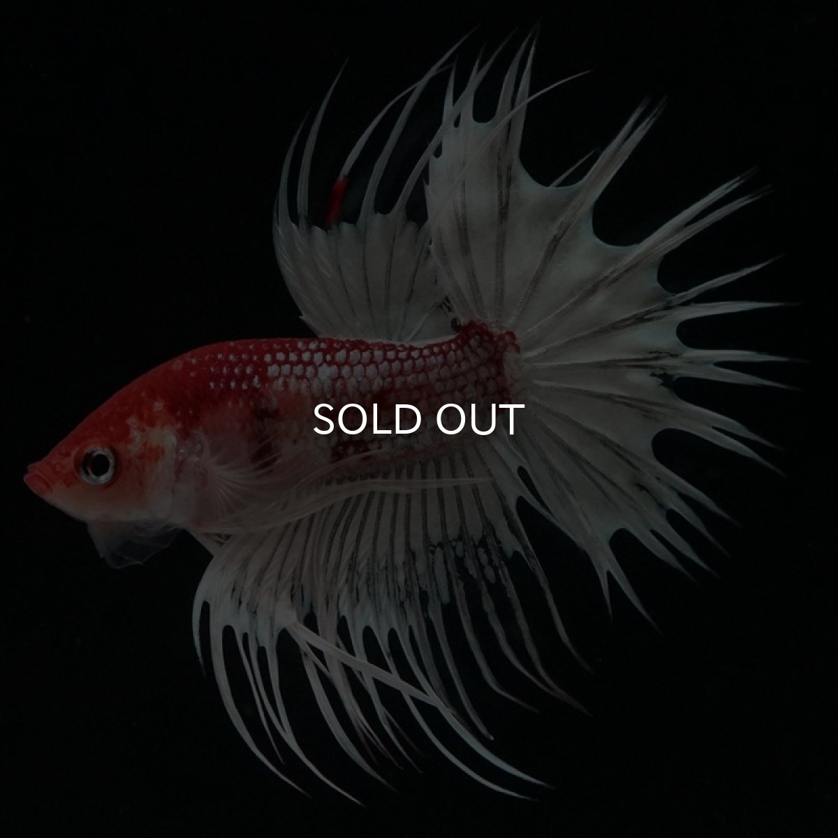 画像5: CT 鯉 変わり柄 (5)