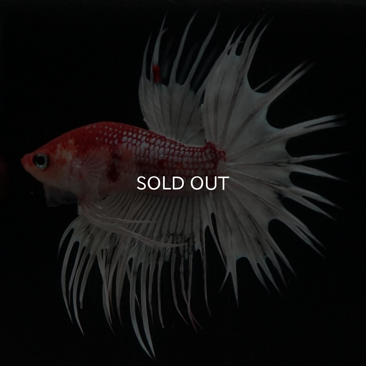 画像2: CT 鯉 変わり柄 (2)