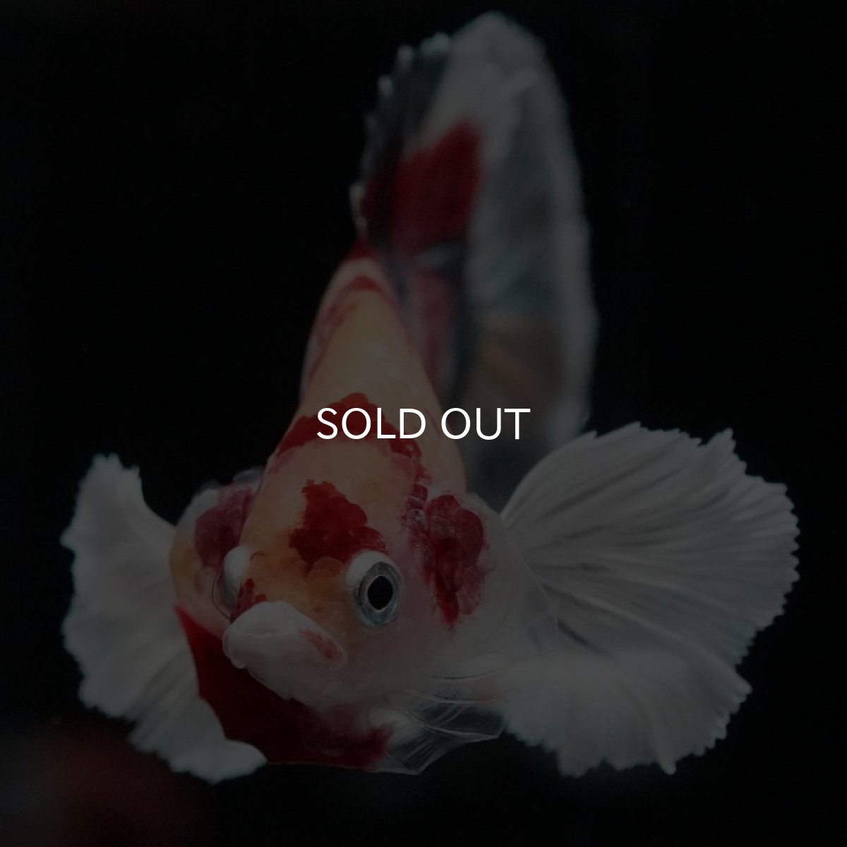 画像2: HMPK キャンディカッパー ダンボ (2)